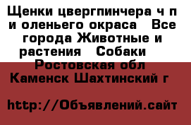 Щенки цвергпинчера ч/п и оленьего окраса - Все города Животные и растения » Собаки   . Ростовская обл.,Каменск-Шахтинский г.